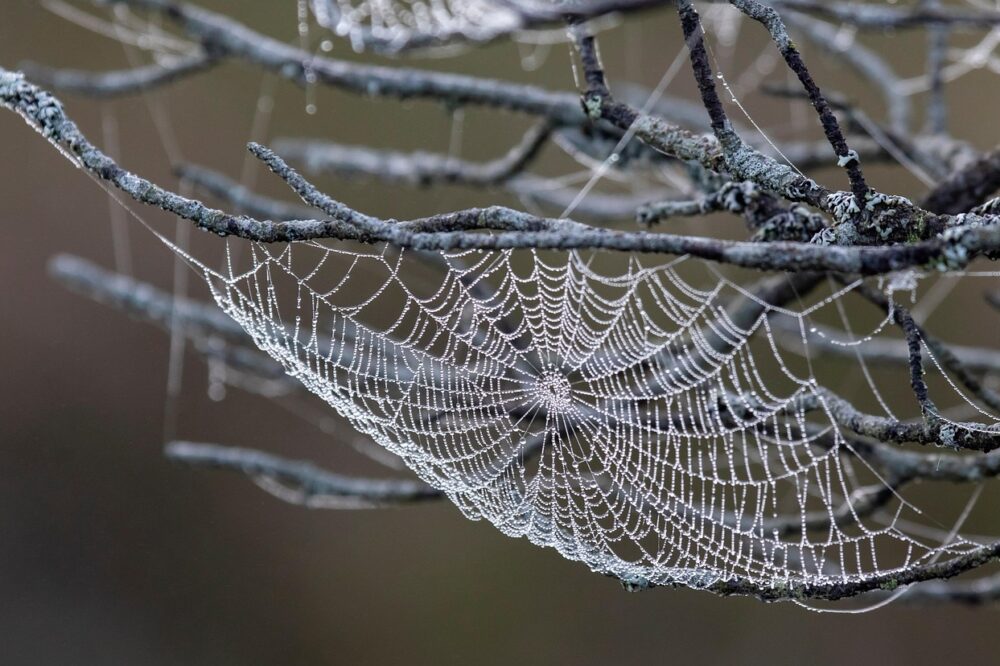 Comment configurer un pare-feu pour mon site web en 2026 ?