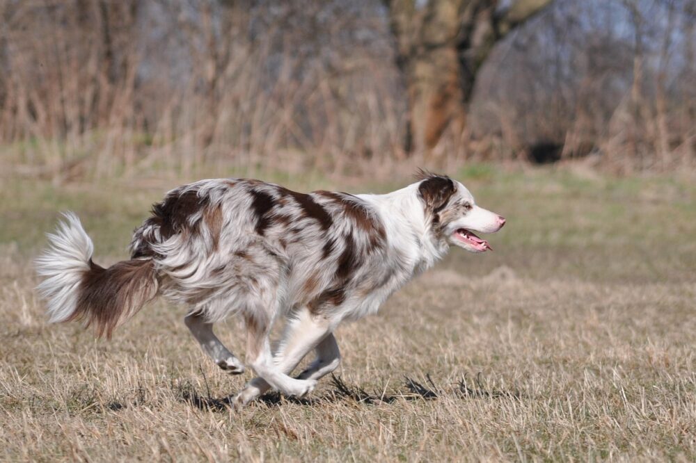 Comment créer un site web pour un restaurant pas cher ?