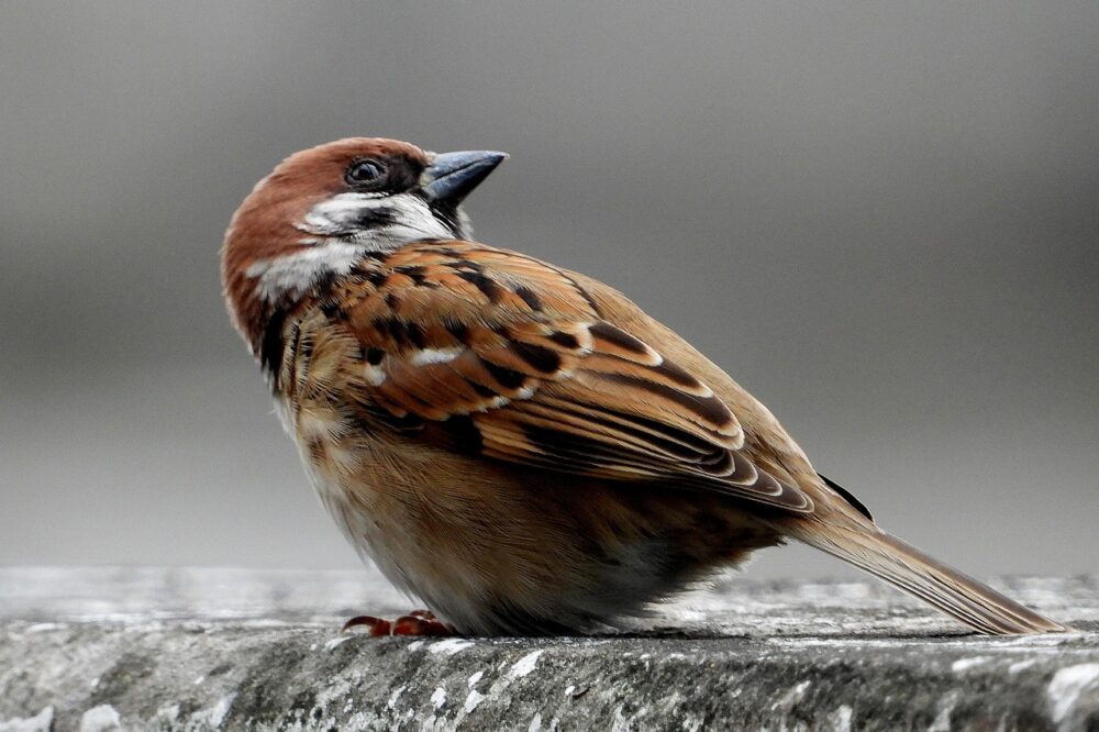 Comment se préparer aux futures mises à jour de Google en 2026 ?