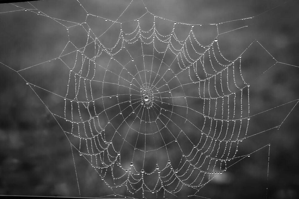 Comment utiliser le chiffrement homomorphe pour la sécurité web en 2026 ?