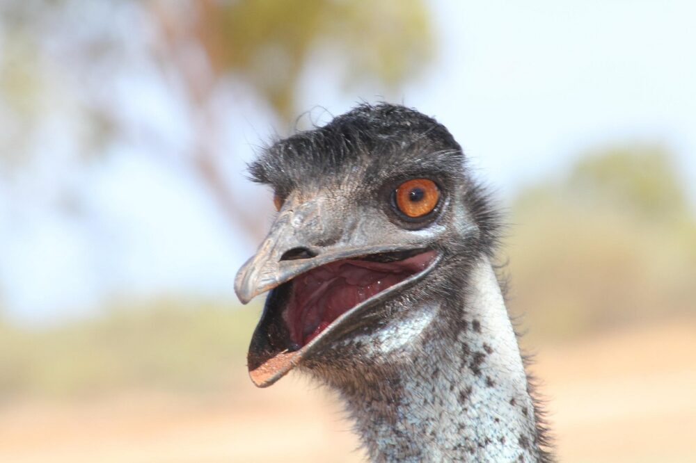 Que faire quand WordPress affiche 'Erreur de connexion au serveur FTP' en 2026 ?