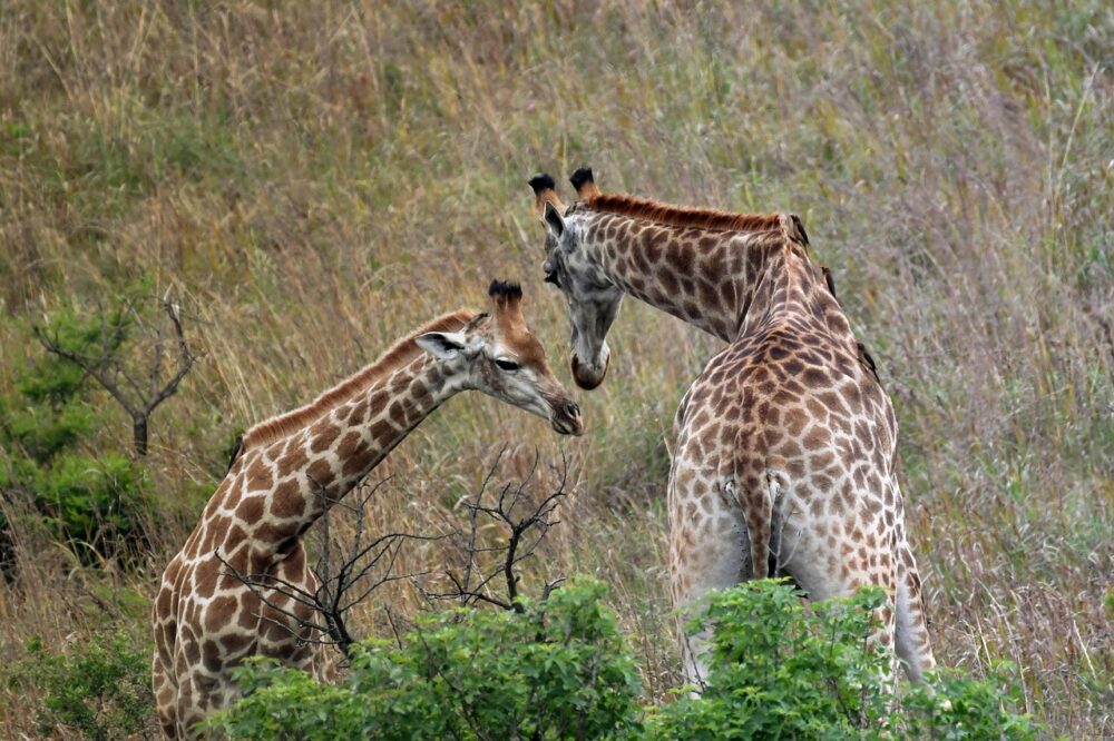 Quelle est l'importance du mobile-first indexing en 2026 ?