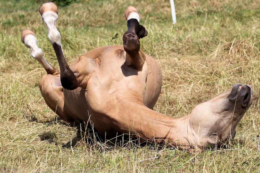 Quelle est l'importance d'un site mobile-friendly pour un restaurant ?