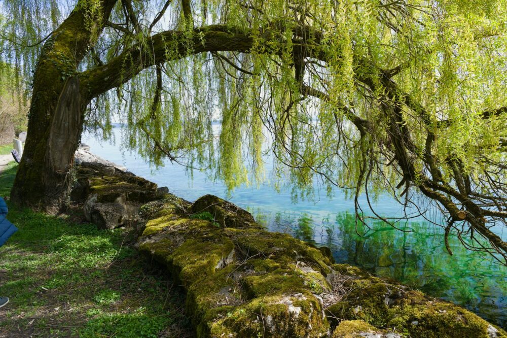 Quels sont les avantages d'un site de psychologue avec blog intégré ?