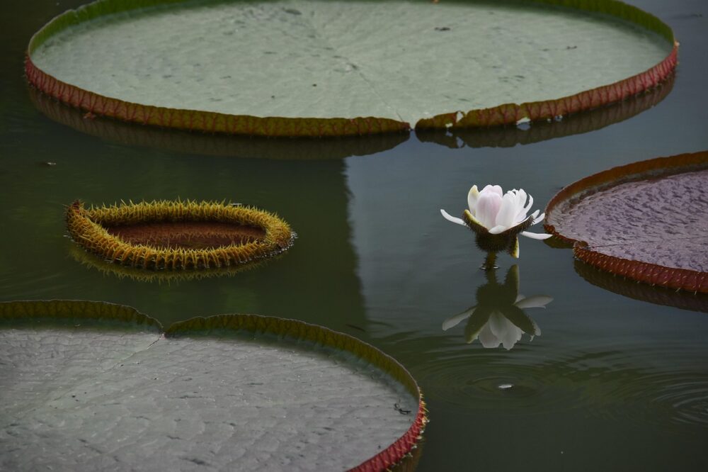 Qu'est-ce que le CSRF et comment s'en protéger en 2026 ?