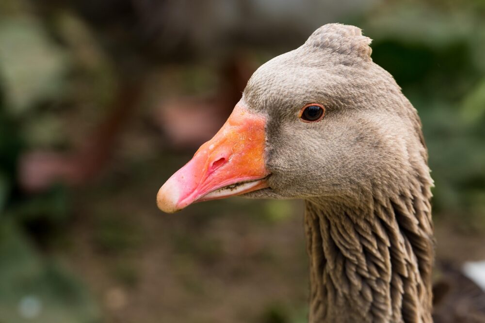 Comment un webmaster à Toulouse peut créer un blog professionnel ?
