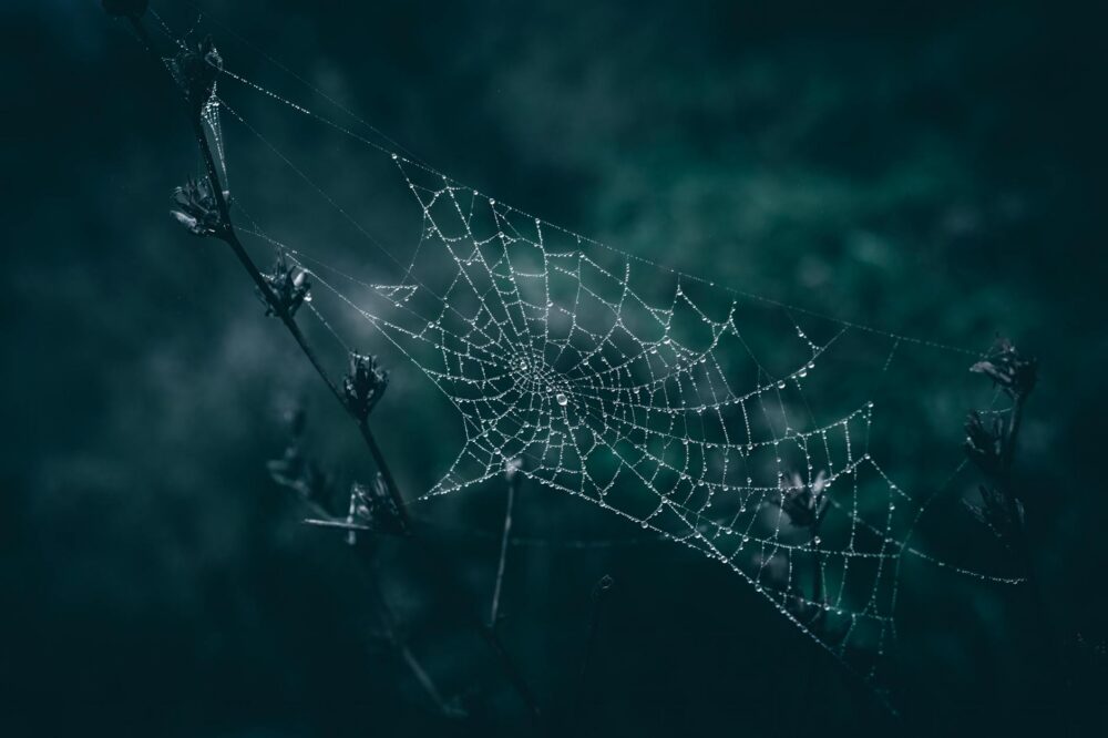 Quelles sont les tendances web design à Saint-Agne en 2024 ?